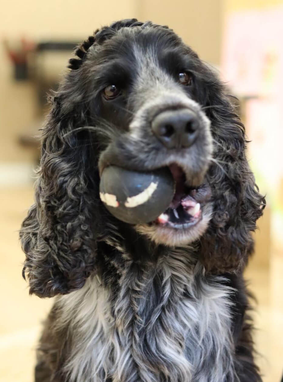 Sjon de kapsalon hond